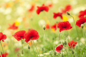 �ձ�tiktok����